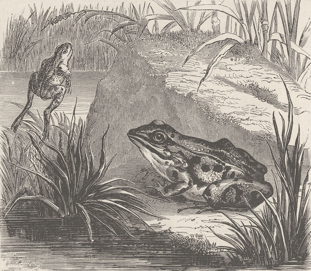 FRANCE. Edible frog (Rana esculenta)  1894 old antique vintage print picture